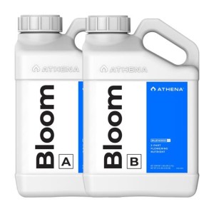 Athena Bloom A & B